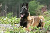 MALINOIS 542